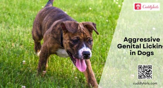 Aggressive Genital Licking in Dogs