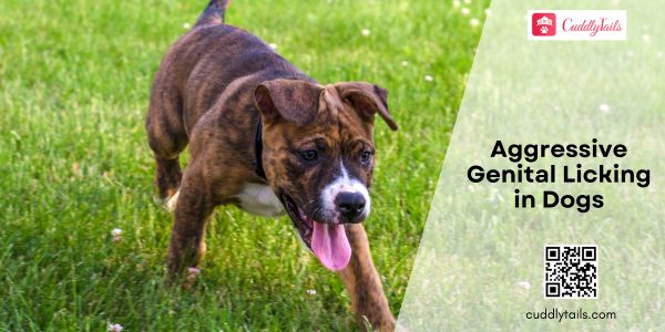 Aggressive Genital Licking in Dogs