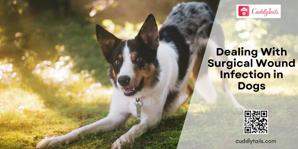 Dealing With Surgical Wound Infection in Dogs