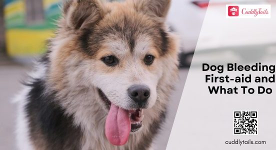 Dog Bleeding First-aid and What To Do