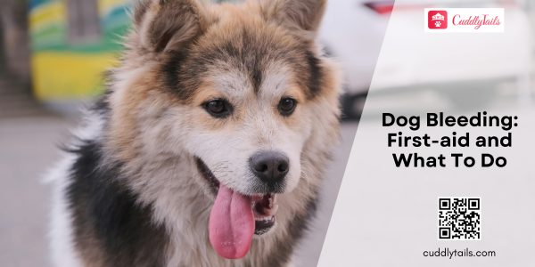 Dog Bleeding First-aid and What To Do
