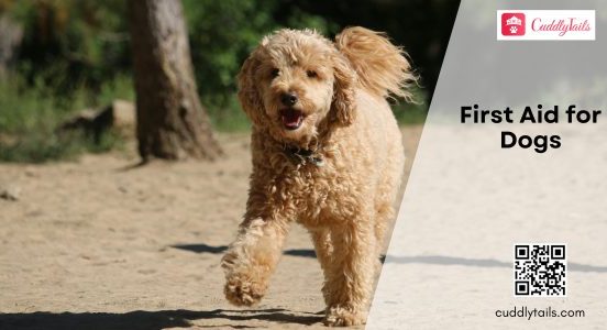 First Aid for Dogs