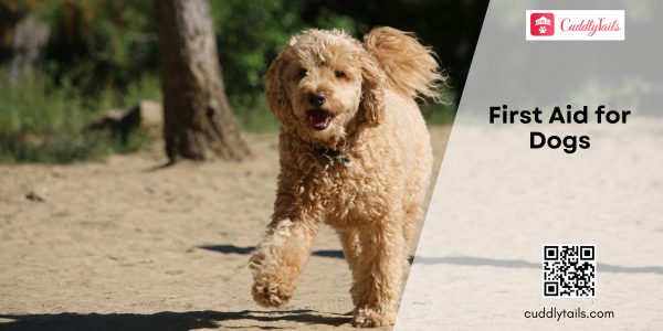 First Aid for Dogs