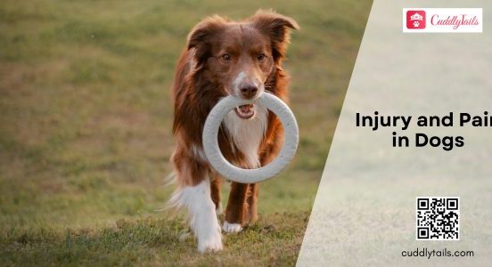 Injury and Pain in Dogs