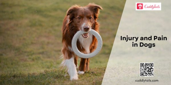 Injury and Pain in Dogs