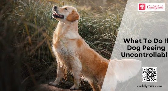 What To Do If Dog Peeing Uncontrollably