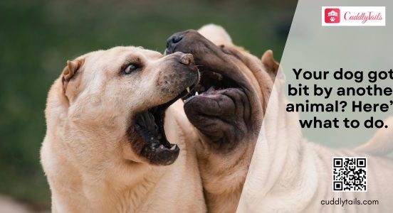 Bite Wounds in Dogs
