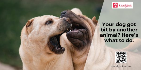 Bite Wounds in Dogs