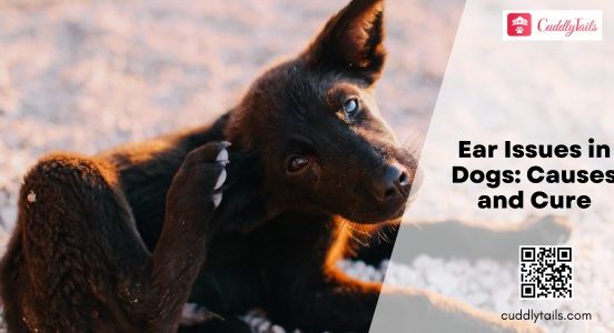 Ear Issues in Dogs Causes and Cure