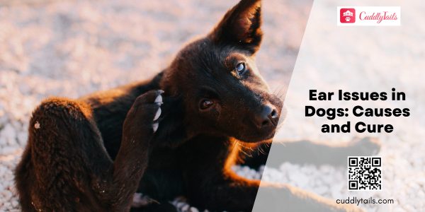 Ear Issues in Dogs Causes and Cure