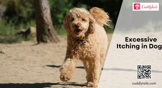 Excessive Itching in Dogs