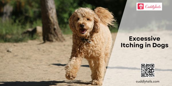 Excessive Itching in Dogs