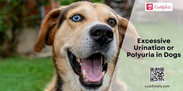 Excessive Urination or Polyuria in Dogs