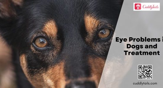 Eye Problems in Dogs and Treatment