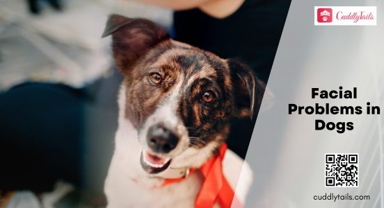 Facial Problems in Dogs