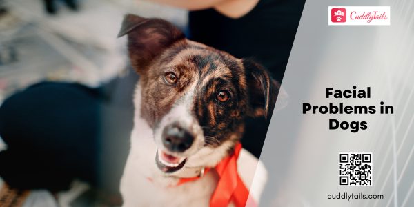 Facial Problems in Dogs