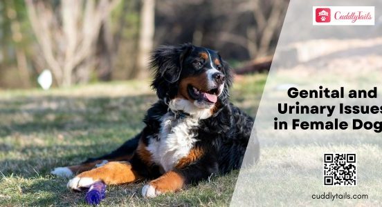 Genital and Urinary Issues in Female Dogs