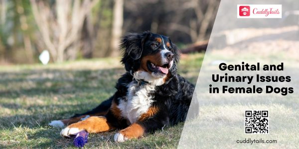 Genital and Urinary Issues in Female Dogs