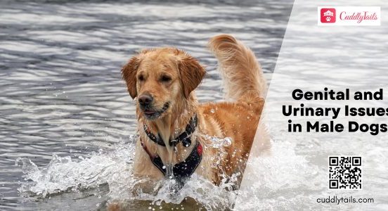 Genital and Urinary Issues in Male Dogs