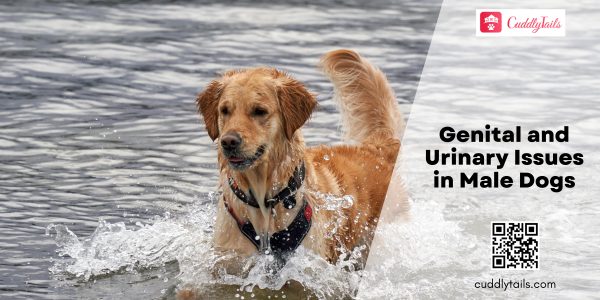 Genital and Urinary Issues in Male Dogs