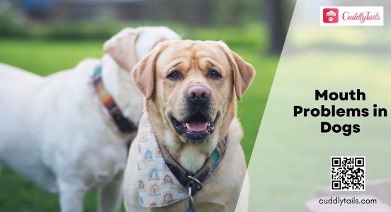 Mouth Problems in Dogs