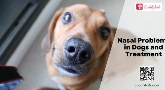 Nasal Problems in Dogs and Treatment