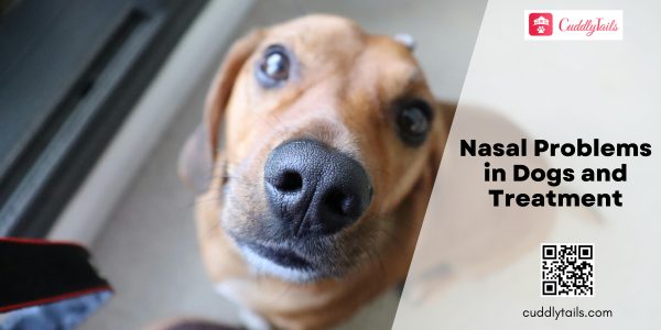 Nasal Problems in Dogs and Treatment