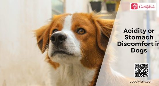 Acidity or Stomach Discomfort in Dogs