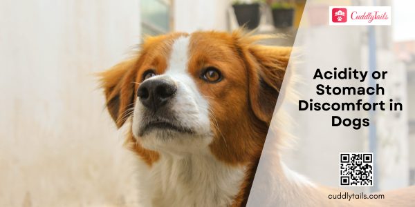 Acidity or Stomach Discomfort in Dogs