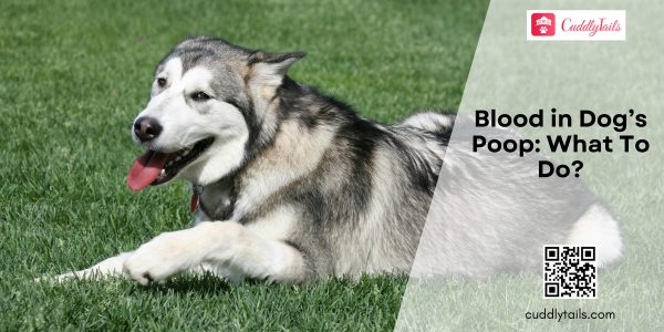 Mucoid or Bloody Stool in Dogs