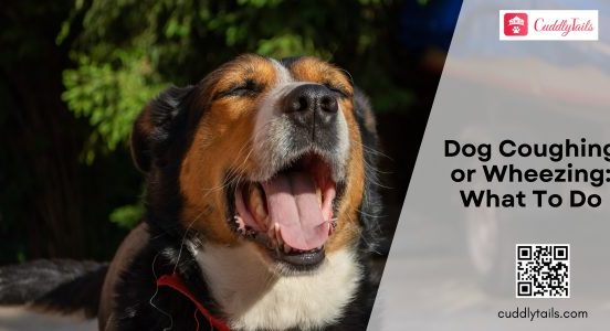 Dog Coughing or Wheezing What To Do