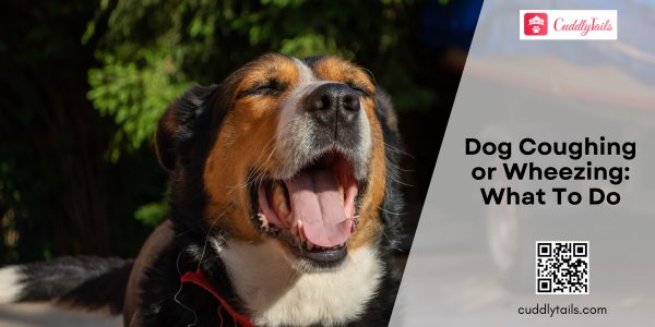 Dog Coughing or Wheezing What To Do