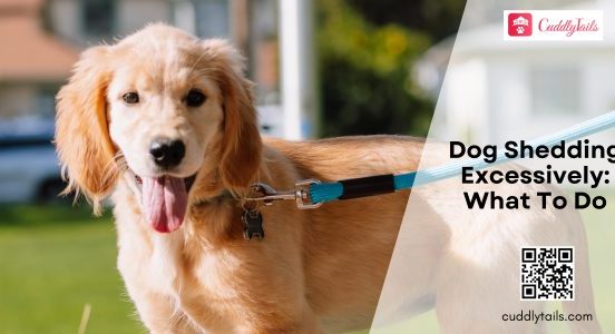 Excessive Shedding in Dogs
