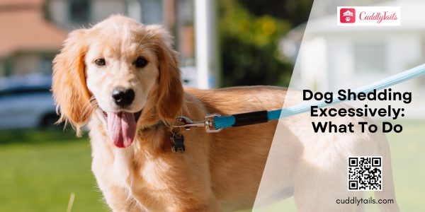 Excessive Shedding in Dogs