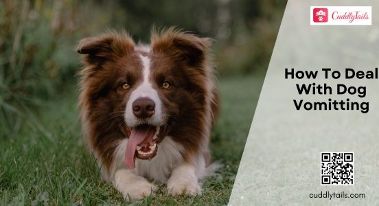 How To Deal With Dog Vomiting