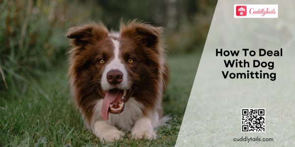 How To Deal With Dog Vomiting