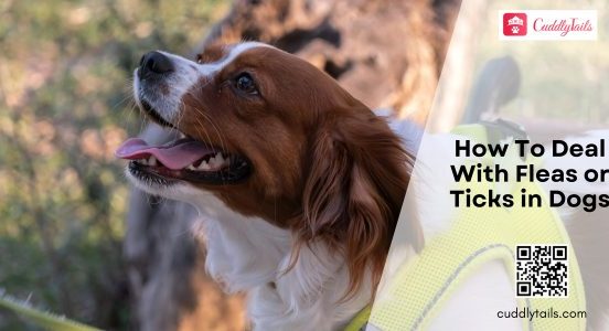 Fleas or Ticks in Dogs