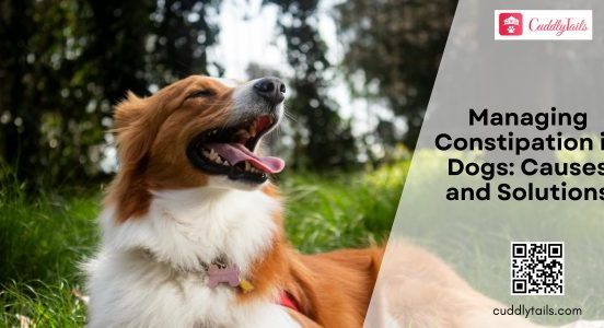 Managing Constipation in Dogs Causes and Solutions