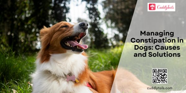 Managing Constipation in Dogs Causes and Solutions