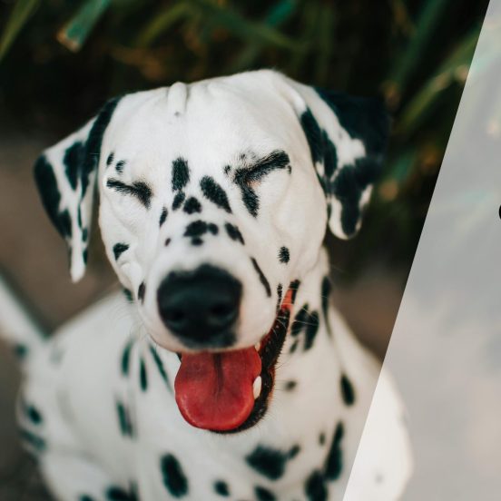 Obesity in Dogs