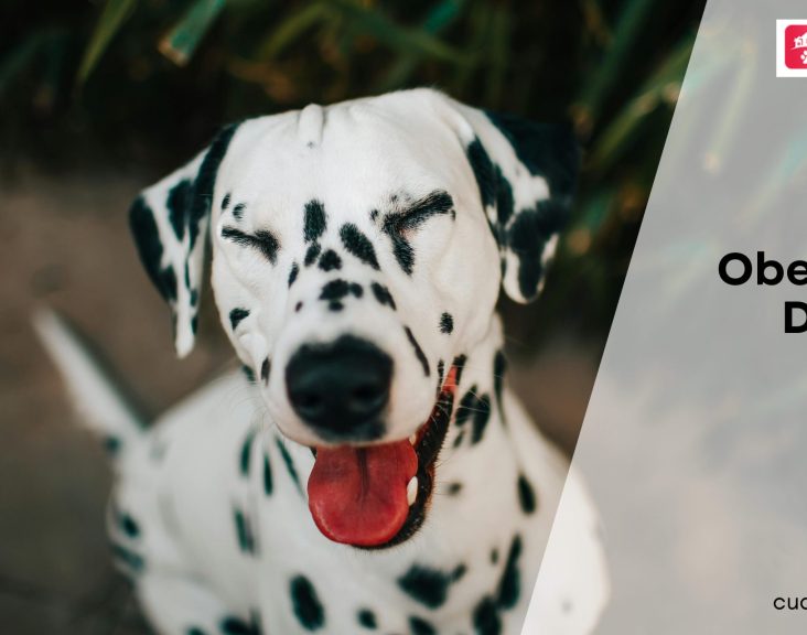 Obesity in Dogs