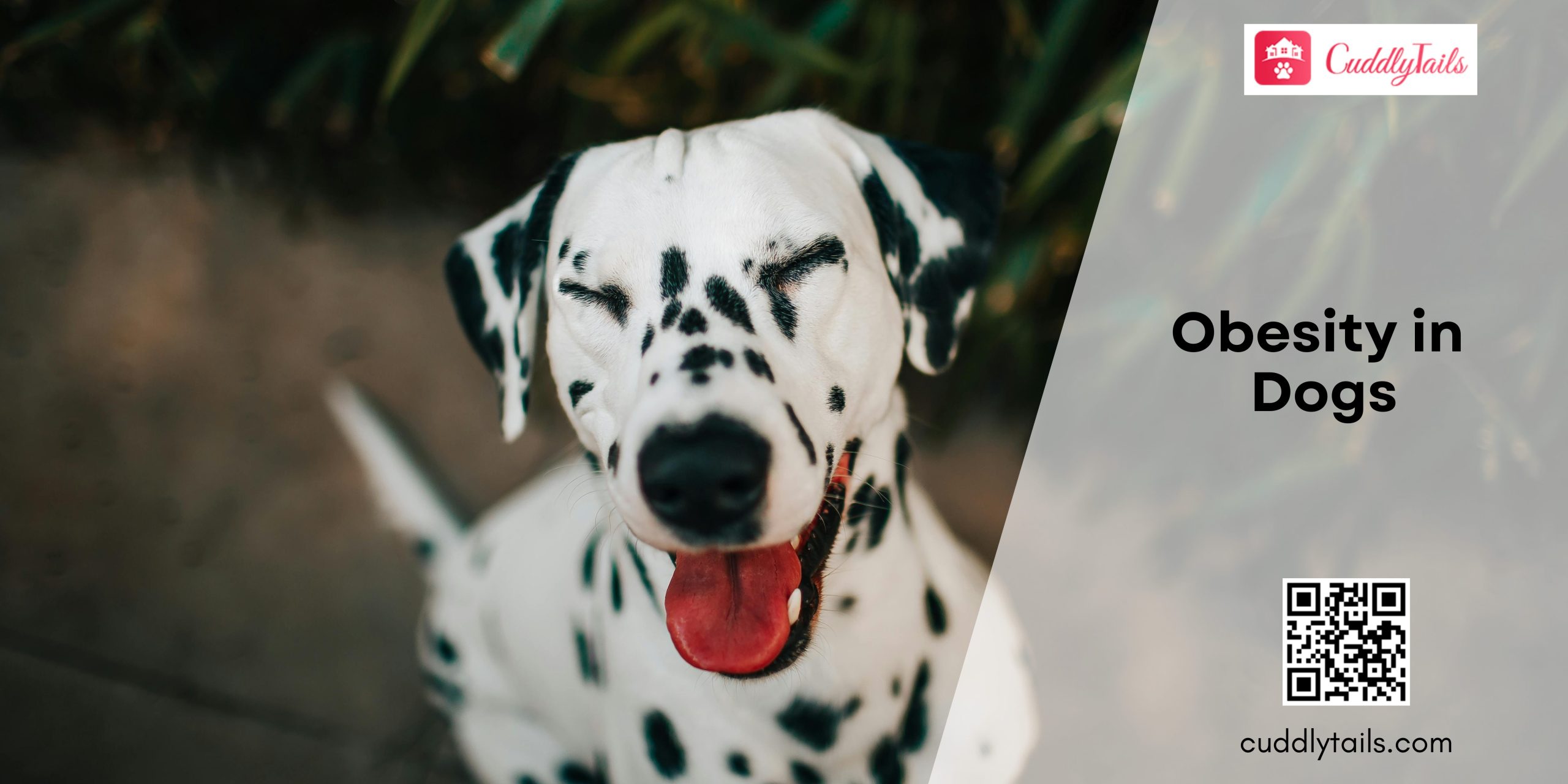 Obesity in Dogs