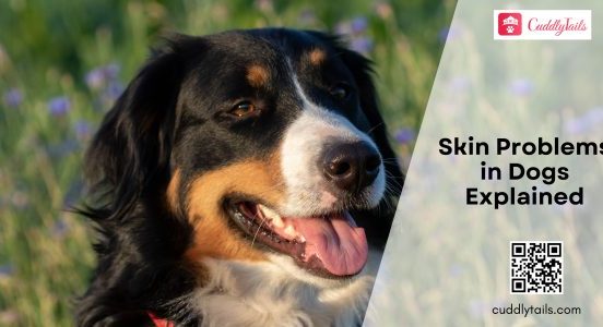 Skin Problems in Dogs Explained