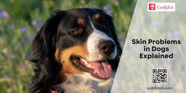 Skin Problems in Dogs Explained