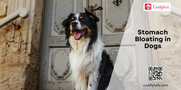 Stomach Bloating in Dogs