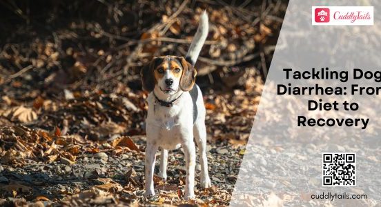 Tackling Dog Diarrhea From Diet to Recovery