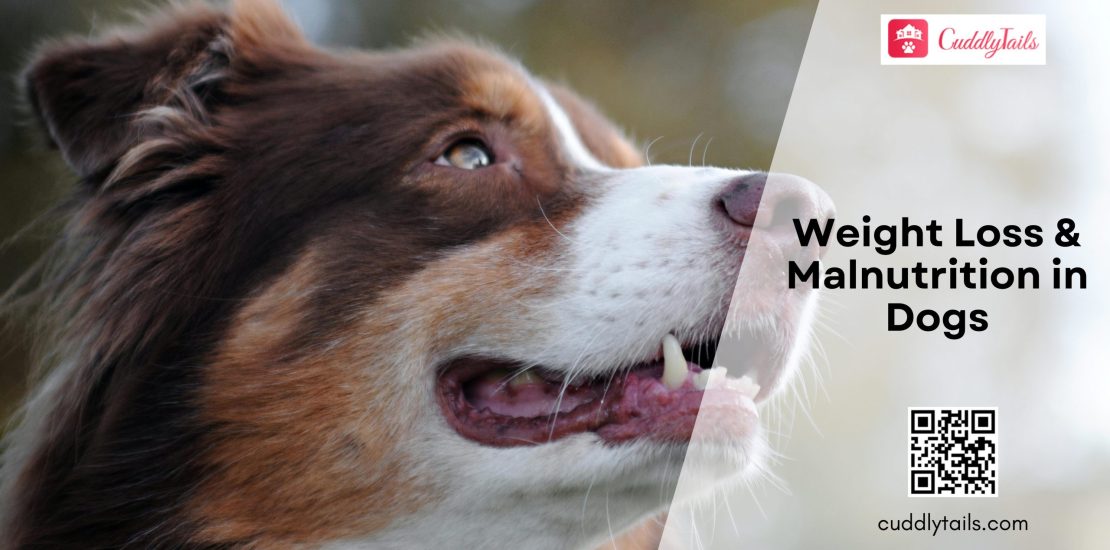 Weight Loss & Malnutrition in Dogs