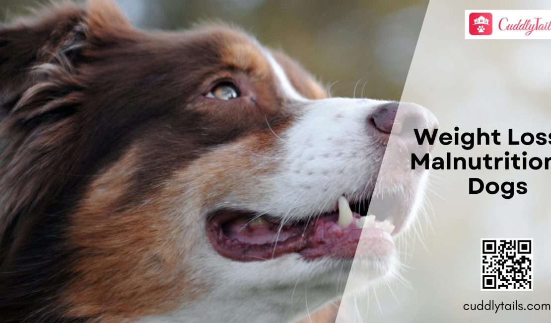 Weight Loss & Malnutrition in Dogs
