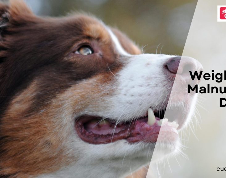 Weight Loss & Malnutrition in Dogs