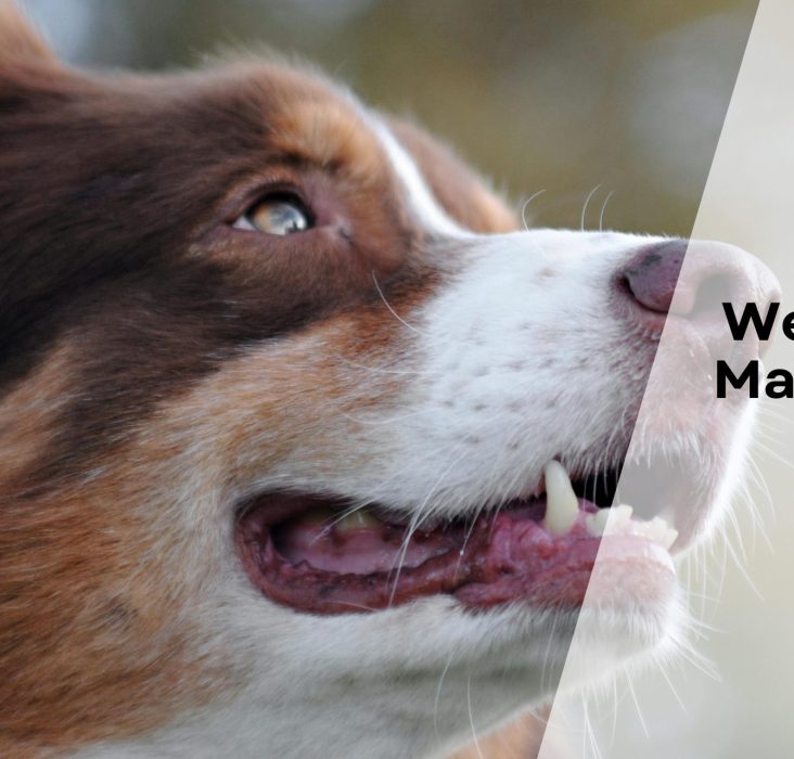 What Dog Breeds Live the Shortest: Surprising Lifespan Facts